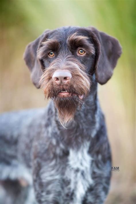 German Wirehaired Pointer vs Deutsch Drahthaar - Breed Comparison