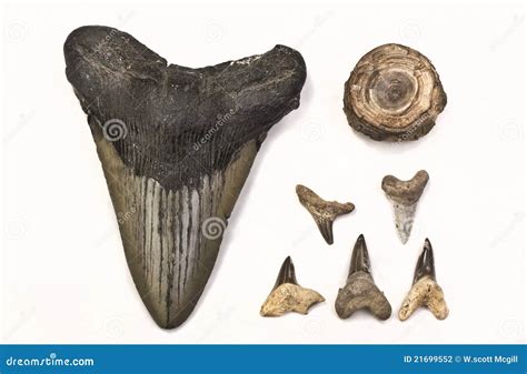 Fossils Of Shark Teeth Stock Photography - Image: 21699552