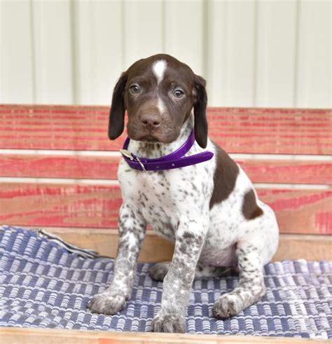 German Shorthaired Pointer Puppies for Sale | Buckeye Puppies