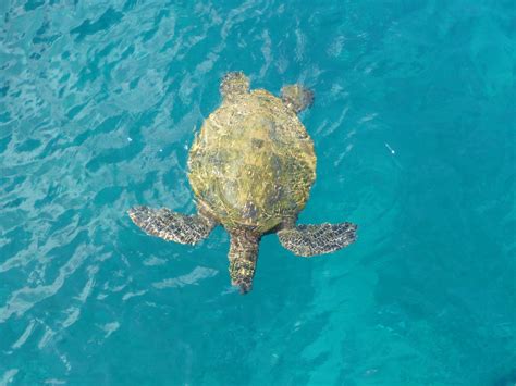 Snorkeling with Maui Sea Turtles - Four Winds Maui Snorkeling ...