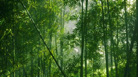 A lush bamboo forest in China 34843656 Stock Video at Vecteezy