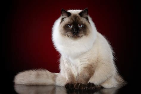 Siberian Cat Personality | 11 Adorable Traits