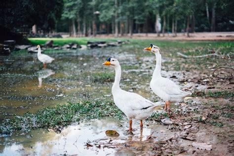 Duck in mud Photo | Free Download