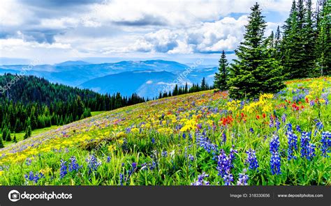 Hiking Alpine Meadows Filled Abundant Wildflowers Tod Mountain Alpine ...