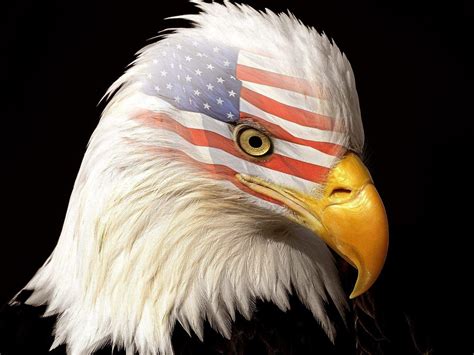 Us Eagle Flag Wallpapers - Top Free Us Eagle Flag Backgrounds ...