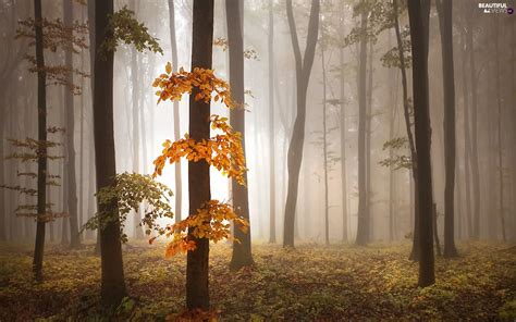 Fog, autumn, forest - Beautiful views wallpapers: 1920x1200