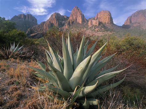 Chisos Agave And The Chisos Mountains Photograph by Tim Fitzharris - Pixels