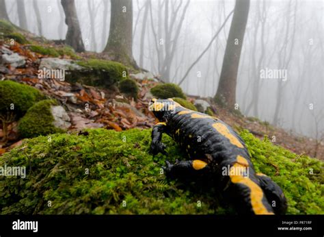 Vuursalamander, Fire salamander Stock Photo - Alamy