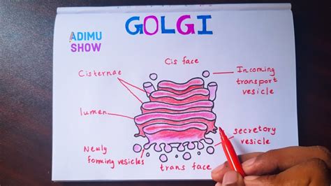 [DIAGRAM] Cell Diagram Golgi - MYDIAGRAM.ONLINE