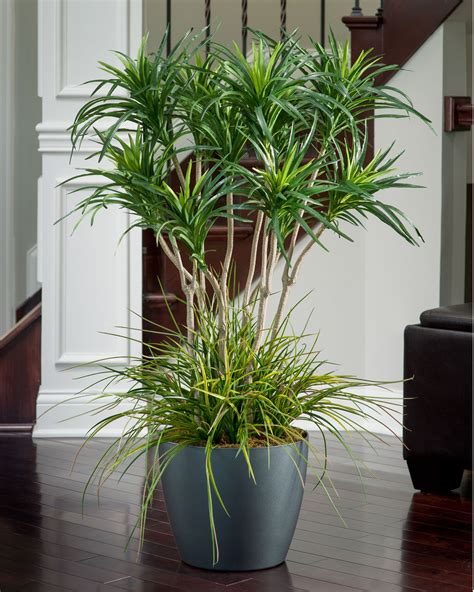 Indoor Grass Plants - Plants BR