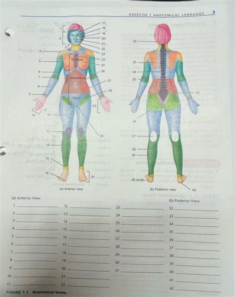 Solved (a) Anterior view (a) Anterior View (b) Posterior | Chegg.com