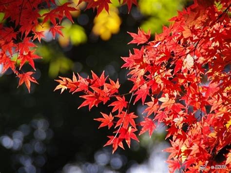 Koyo | Japanese Autumn Leaves | Japan Deluxe Tours