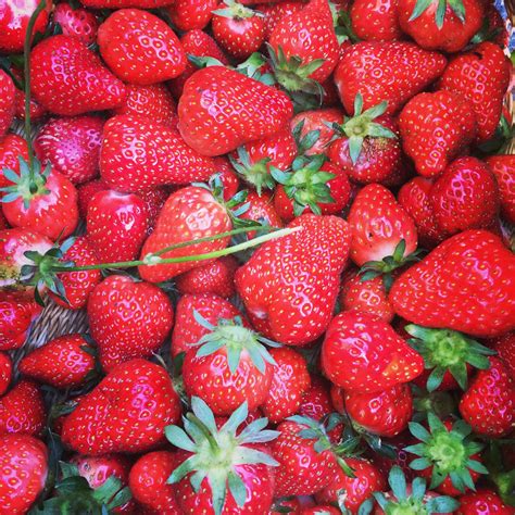 Strawberry harvest | Edible garden, Strawberry, Fruit