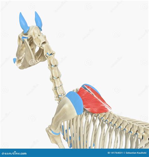 Rhomboideus Thoracis stock illustration. Illustration of science ...