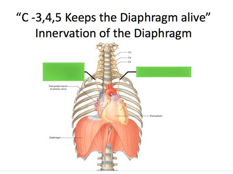 Phrenic nerve Diagram | Quizlet