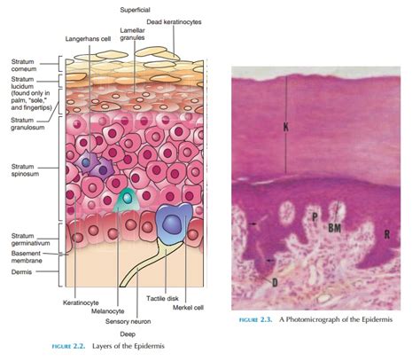 Structure Of Epidermis