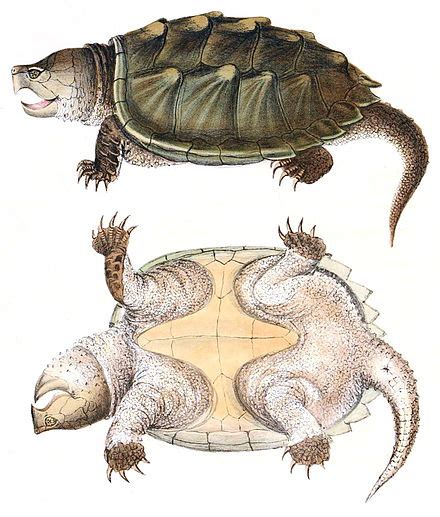 Alligator snapping turtle - Wikipedia