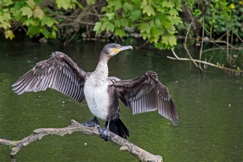 Great cormorant - song / call / voice / sound.