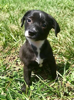 SBRET Jack - Chi-Terrier Mix Rescue Page