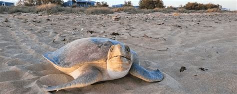 Learn about Sea Turtle Conservation: The Challenges and Solutions