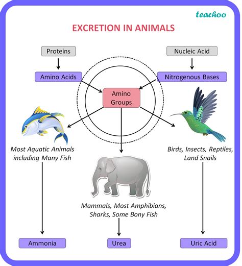 Excretion in Animals - Bilogy Class 10 Notes - Teachoo - Concepts