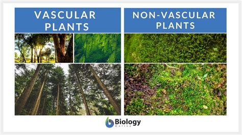 Vascular plants Definition and Examples - Biology Online Dictionary