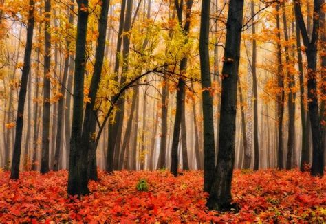 Premium Photo | Autumn forest in fog