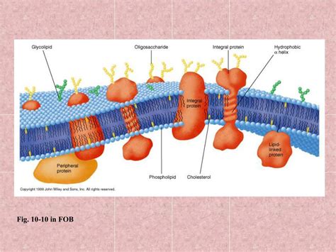 PPT - Membrane Proteins PowerPoint Presentation, free download - ID:5739123