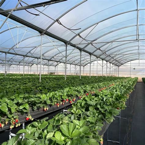 Commercial Hydroponics Greenhouse for Vegetables - China Commercial ...