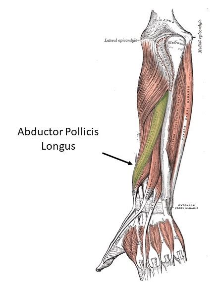 Abductor pollicis longus ________. (a) located on the dorsal forearm (b ...