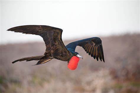 Magnificent Frigatebird | Audubon Field Guide