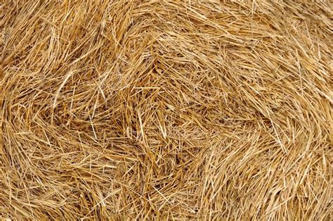 Loose Wheat Straw, for Use Cattle, Grade : Supreme at Best Price in ...