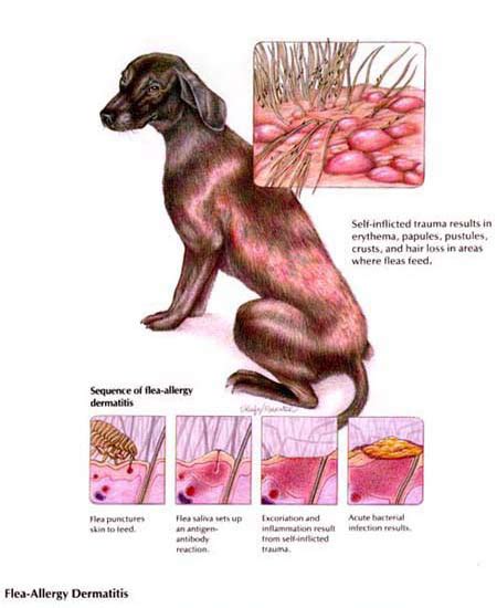 Skin Allergies • Energetic Panacea Veterinary Clinic