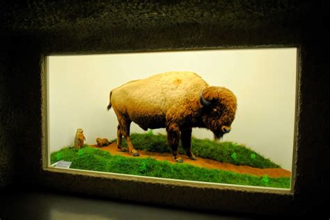 The Carpetbagger: Mammoth Cave Wildlife Museum