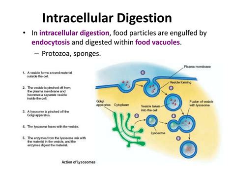 Diagram Illustrating Intracellular Digestion And The Role