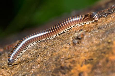 Severe Burn Caused by Millipede: A Warning of Their Venomous Nature ...