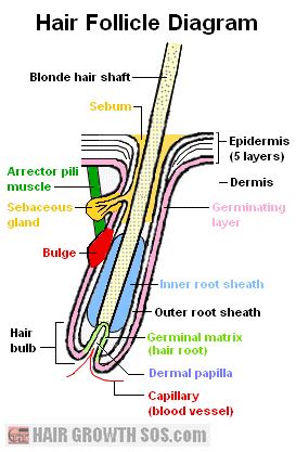 Basic Hair Structure - Hair Follicle and Hair Shaft Function