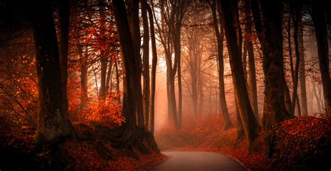 trees, Path, Forest, Fall, Leaves, Landscape Wallpapers HD / Desktop ...