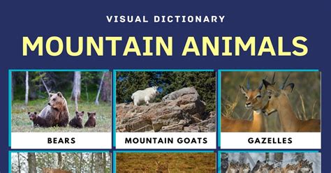 Mountain Animals | List of Animals that Live in the Mountain with Facts ...