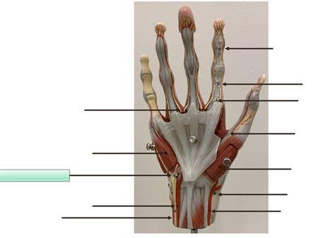 Palmar Hand View : Muscles + Arteries Diagram | Quizlet