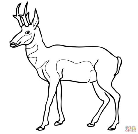 Pronghorn North American Antelope coloring page | Free Printable ...