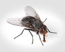 House Flies: What They Eat & Drink & How to Prevent An Infestation