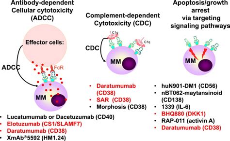 Novel Targeted Agents in the Treatment of Multiple Myeloma | Oncohema Key