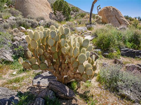 Cactus Habitat: Mojave Desert · Environmental Art Show - Virtual ...