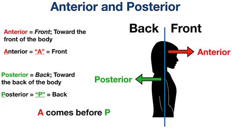 Anterior Definition Anatomy