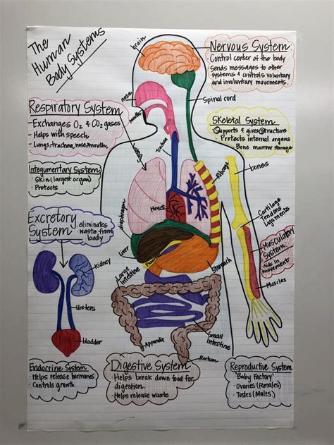 Human body systems anchor chart for 7th grade science. | Science ...