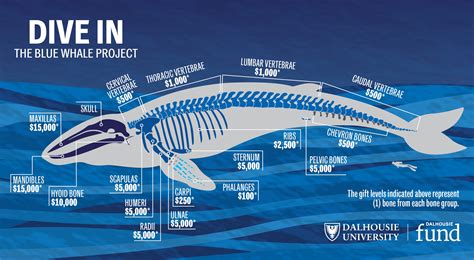 Parts Of A Whale Diagram