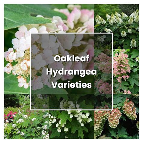 How to Grow Oakleaf Hydrangea Varieties - Plant Care & Tips ...