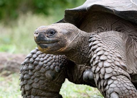 12 Giant Galapagos Tortoise Facts | Latin Roots Travel