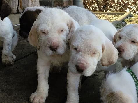 Spinone Italiano puppies | Puppies for sale | DOGVA.com